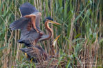 Ardea_purpurea_6690.jpg