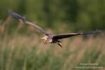 Ardea_purpurea_6727.jpg