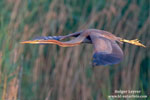 Ardea_purpurea_6745.jpg