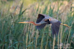 Ardea_purpurea_6749.jpg