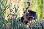 Ardea_purpurea_6756.jpg