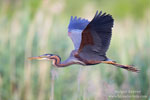 Ardea_purpurea_6776.jpg