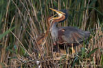 Ardea_purpurea_6833.jpg