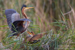 Ardea_purpurea_7184.jpg