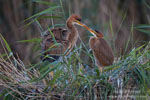 Ardea_purpurea_7260.jpg