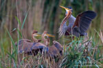 Ardea_purpurea_7276.jpg