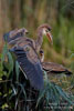 Ardea_purpurea_7357.jpg