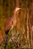 Ardea_purpurea_7384.jpg