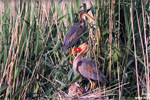 Ardea_purpurea_Video_0001.jpg