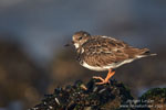 Arenaria_interpres_0373.jpg