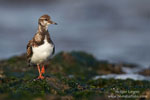 Arenaria_interpres_0375.jpg