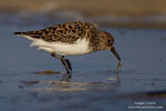 Calidris_alba_0360.jpg