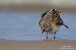 Calidris_alba_0492.jpg