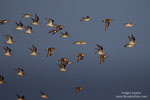 Calidris_alba_0523.jpg