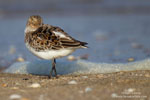 Calidris_alba_0760.jpg