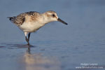Calidris_alba_1398.jpg