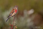 Carduelis_cannabina_0012.jpg