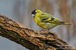 Carduelis_spinus_0032.jpg