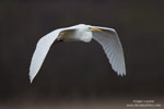 Casmerodius_albus_0383.jpg
