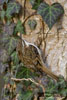 Certhia_familiaris_0040.jpg