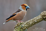 Coccothraustes_coccothraustes_0283.jpg