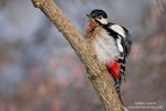Dendrocopos_major_0224.jpg