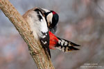 Dendrocopos_major_0281.jpg
