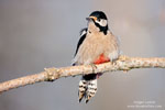 Dendrocopos_major_0594.jpg