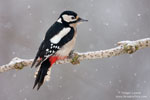 Dendrocopos_major_0604.jpg