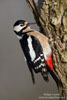 Dendrocopos_major_0786.jpg