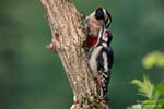 Dendrocopos_major_0829.jpg