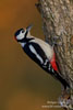 Dendrocopos_major_0910.jpg
