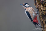 Dendrocopos_major_0924.jpg