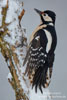 Dendrocopos_major_0929.jpg