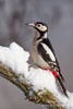 Dendrocopos_major_0943.jpg