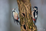 Dendrocopos_major_0946.jpg
