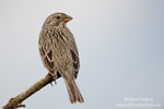 Emberiza_calandra_0003.jpg