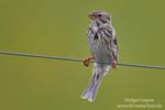 Emberiza_calandra_0005.jpg