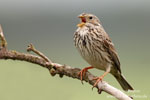 Emberiza_calandra_0007.jpg