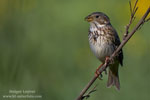 Emberiza_calandra_0013.jpg