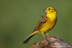 Emberiza_citrinella_0097.jpg