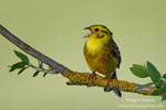Emberiza_citrinella_0104.jpg
