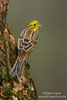 Emberiza_citrinella_0113.jpg