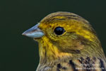 Emberiza_citrinella_0115.jpg
