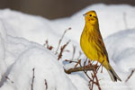 Emberiza_citrinella_0124.jpg