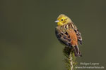 Emberiza_citrinella_0128.jpg