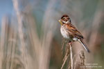 Emberiza_schoeniclus_0037.jpg