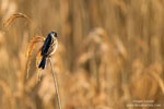 Emberiza_schoeniclus_0114.jpg