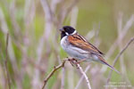 Emberiza_schoeniclus_0127.jpg