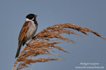 Emberiza_schoeniclus_0141.jpg